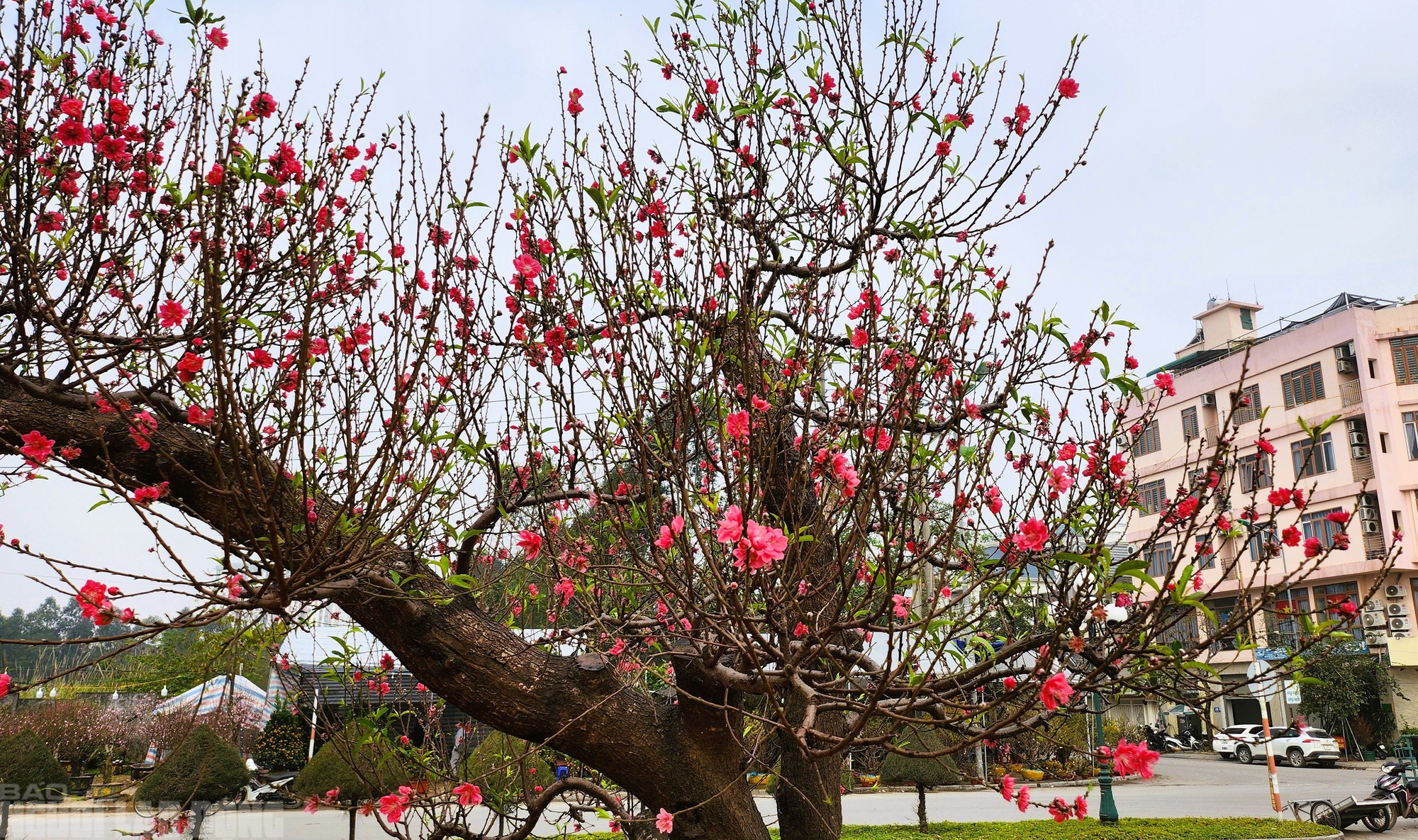 Đ&agrave;o nở thắm phố phường, tiểu thương đ&agrave;nh phải chặt bỏ c&acirc;y kh&ocirc;ng kịp v&agrave;o Tết - Ảnh 16.
