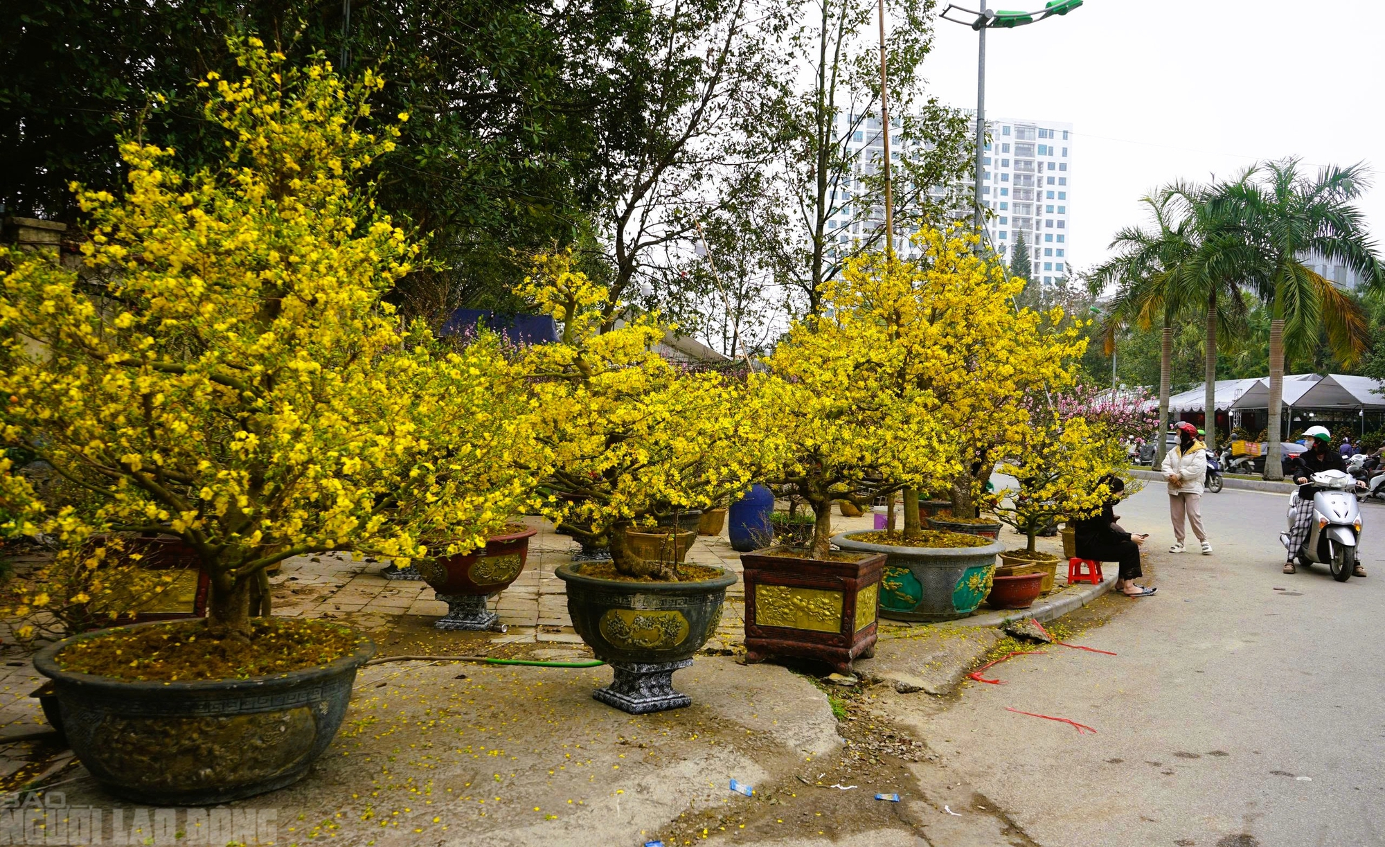 Đ&agrave;o nở thắm phố phường, tiểu thương đ&agrave;nh phải chặt bỏ c&acirc;y kh&ocirc;ng kịp v&agrave;o Tết - Ảnh 17.