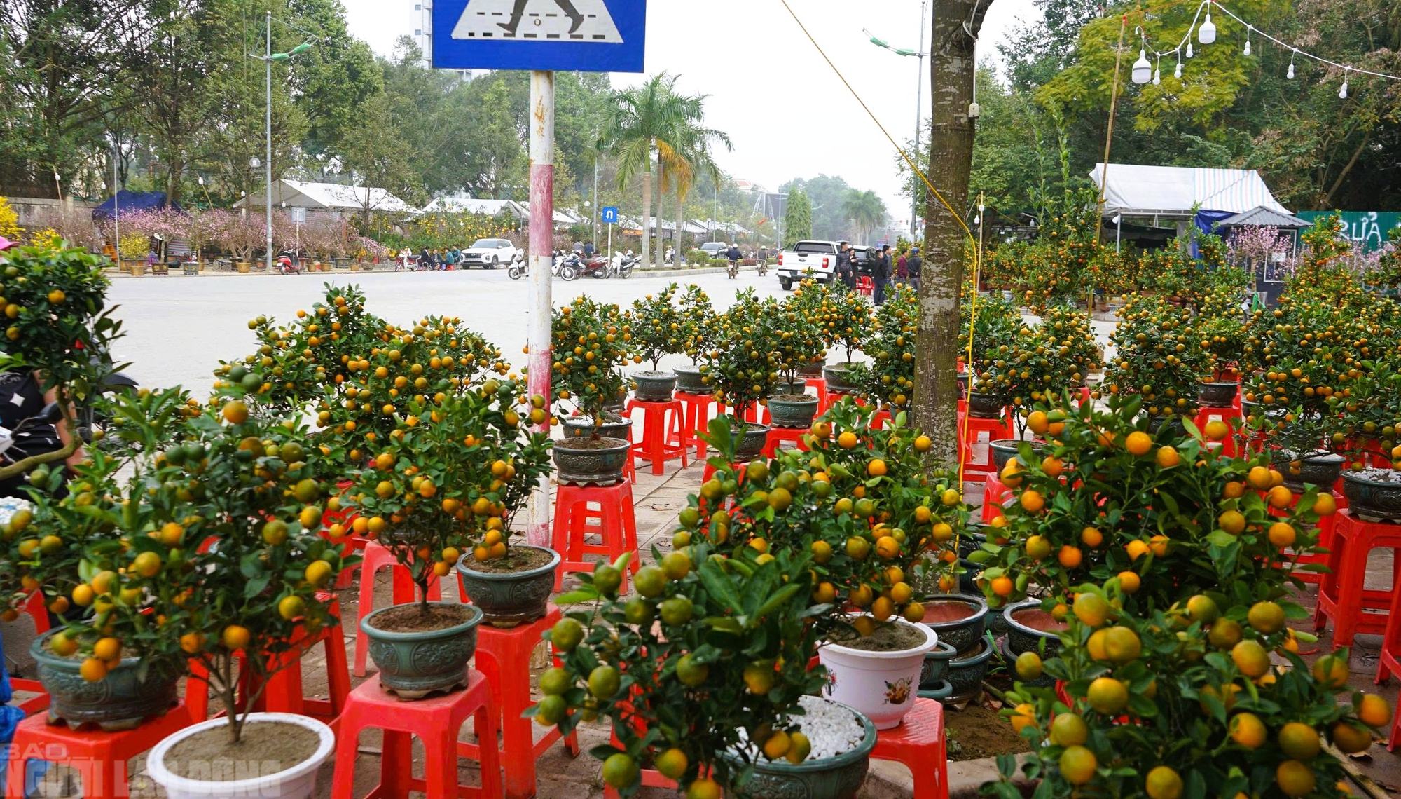 Đ&agrave;o nở thắm phố phường, tiểu thương đ&agrave;nh phải chặt bỏ c&acirc;y kh&ocirc;ng kịp v&agrave;o Tết - Ảnh 18.