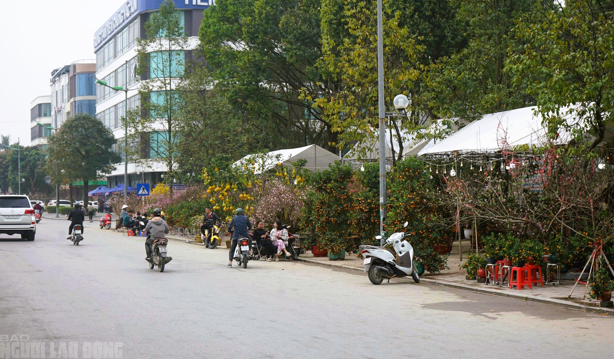 Đ&agrave;o nở thắm phố phường, tiểu thương đ&agrave;nh phải chặt bỏ c&acirc;y kh&ocirc;ng kịp v&agrave;o Tết - Ảnh 19.