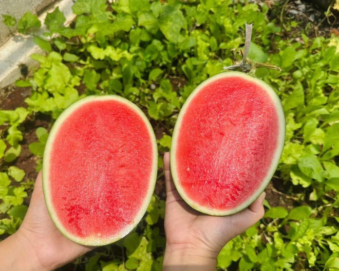 Nh&agrave; c&oacute; em b&eacute; m&ecirc; dưa, mẹ trồng hẳn vườn dưa mấy ngh&igrave;n quả, ngắm cả khu vườn xanh m&aacute;t khiến ai gh&eacute; cũng phải ngỡ ng&agrave;ng- Ảnh 9.