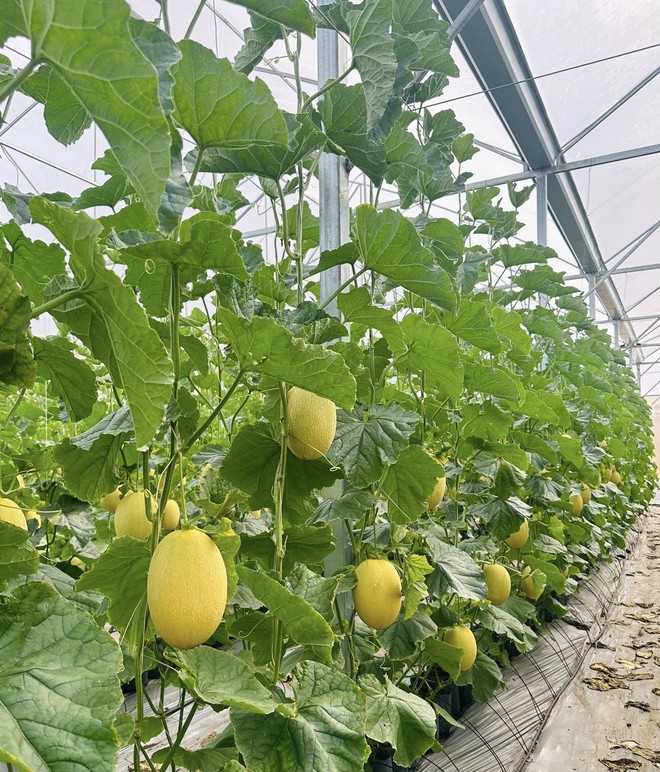 Nh&agrave; c&oacute; em b&eacute; m&ecirc; dưa, mẹ trồng hẳn vườn dưa mấy ngh&igrave;n quả, ngắm cả khu vườn xanh m&aacute;t khiến ai gh&eacute; cũng phải ngỡ ng&agrave;ng- Ảnh 6.