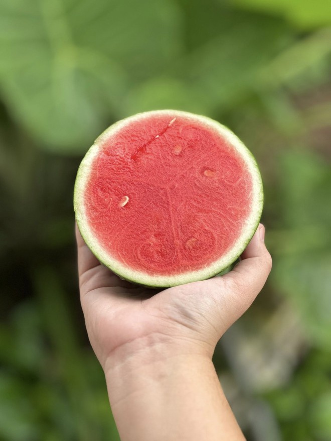 Nh&agrave; c&oacute; em b&eacute; m&ecirc; dưa, mẹ trồng hẳn vườn dưa mấy ngh&igrave;n quả, ngắm cả khu vườn xanh m&aacute;t khiến ai gh&eacute; cũng phải ngỡ ng&agrave;ng- Ảnh 10.