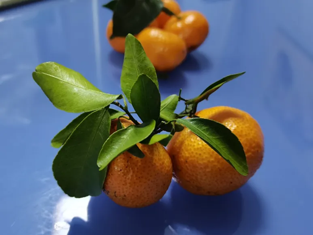 Loại tr&aacute;i c&acirc;y &ldquo;chiếm s&oacute;ng&rdquo; mọi buổi tụ họp Tết nhưng ăn qu&aacute; tay lại g&acirc;y bệnh, kh&ocirc;ng biết l&agrave; thiệt th&ograve;i - Ảnh 2.