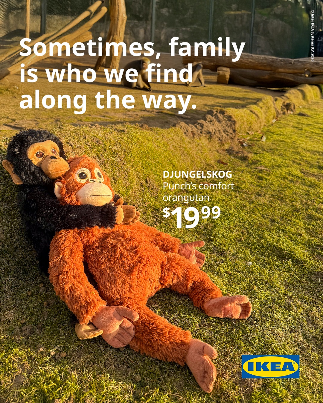 T&igrave;nh trạng hiện tại của ch&uacute; khỉ bị bỏ rơi g&acirc;y sốt to&agrave;n cầu - Ảnh 4.