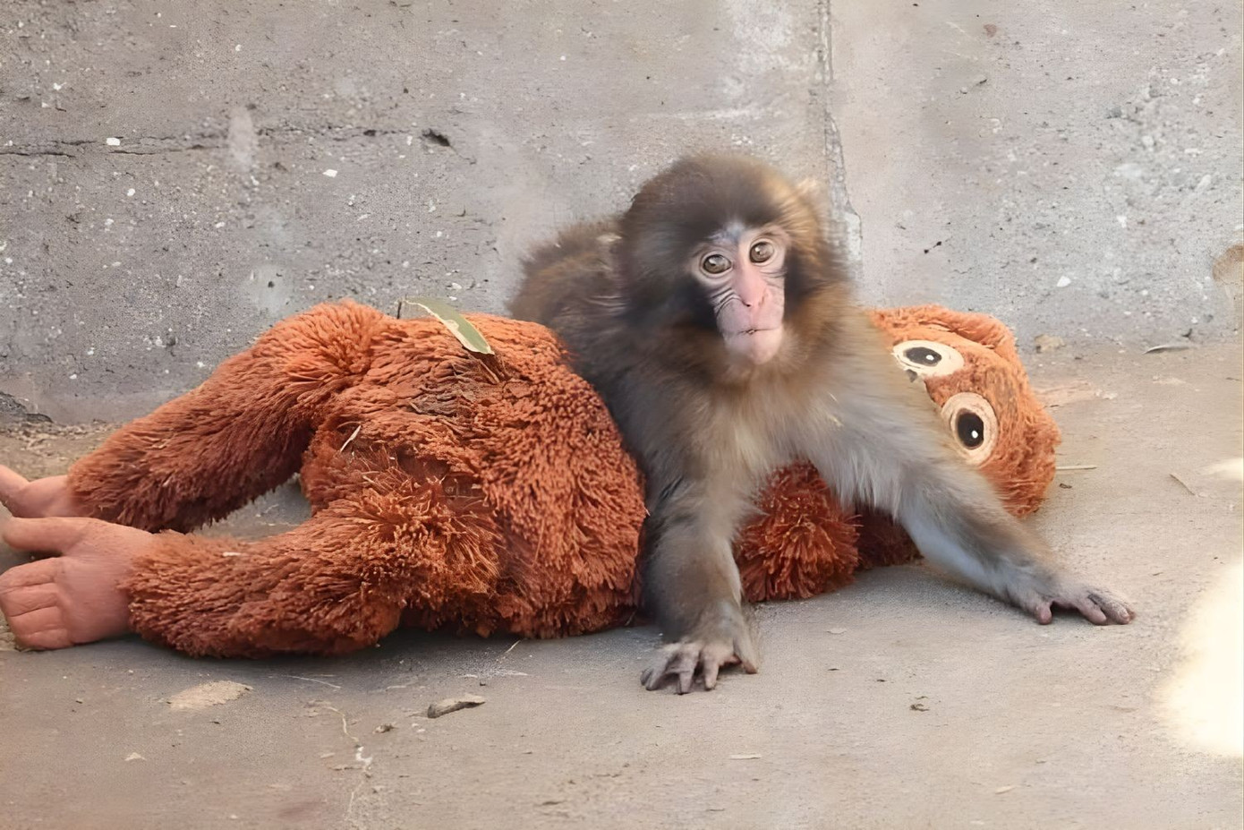 T&igrave;nh trạng hiện tại của ch&uacute; khỉ bị bỏ rơi g&acirc;y sốt to&agrave;n cầu - Ảnh 6.