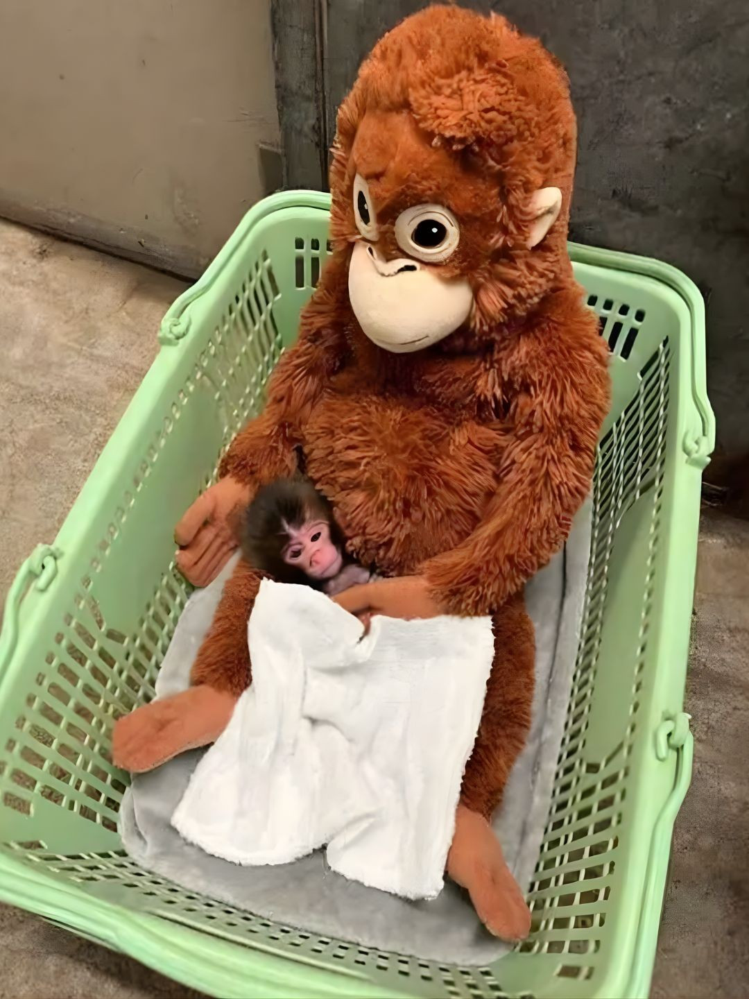 T&igrave;nh trạng hiện tại của ch&uacute; khỉ bị bỏ rơi g&acirc;y sốt to&agrave;n cầu - Ảnh 5.