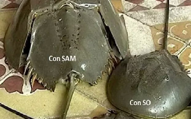 C&agrave; Mau: Tăng cường điều tra, xử l&yacute; vụ nghi ngộ độc thực phẩm - Ảnh 1.