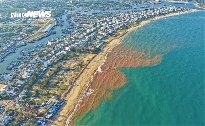 Thủy triều đỏ hiếm gặp tại biển Gia Lai g&acirc;y x&ocirc;n xao dư luận - Ảnh 2.