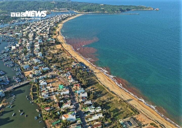 Thủy triều đỏ hiếm gặp tại biển Gia Lai g&acirc;y x&ocirc;n xao dư luận - Ảnh 10.