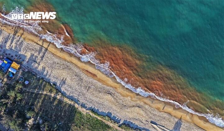 Thủy triều đỏ hiếm gặp tại biển Gia Lai g&acirc;y x&ocirc;n xao dư luận - Ảnh 6.