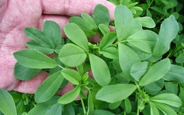 Cỏ linh lăng gây sốt mỗi độ xuân về: Vừa kháng khuẩn, vừa bổ gan lại còn tốt cho mắt - Ảnh 1.