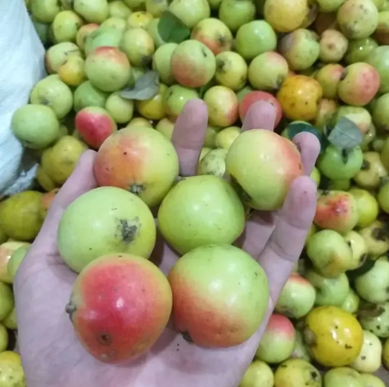 Mẹ bầu ăn tr&aacute;i c&acirc;y thế n&agrave;o cho đ&uacute;ng? 8 loại quả cần thận trọng trong thai kỳ - Ảnh 2.