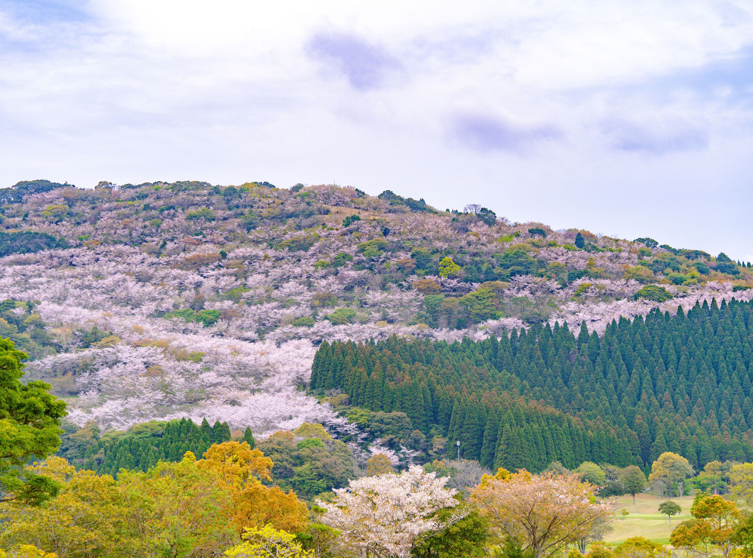 Nhật Bản lọt top điểm đến lý tưởng nhất 2026 dành cho gia đình - và lý do, không chỉ có hoa anh đào - Ảnh 1.