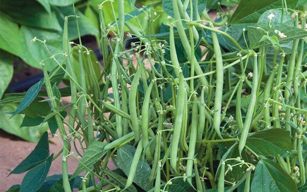 Tưởng chỉ là rau ăn kèm, ai ngờ đậu cove lại chứa lượng canxi gấp đôi đậu nành và gấp tới 7 lần thịt gà - Ảnh 1.