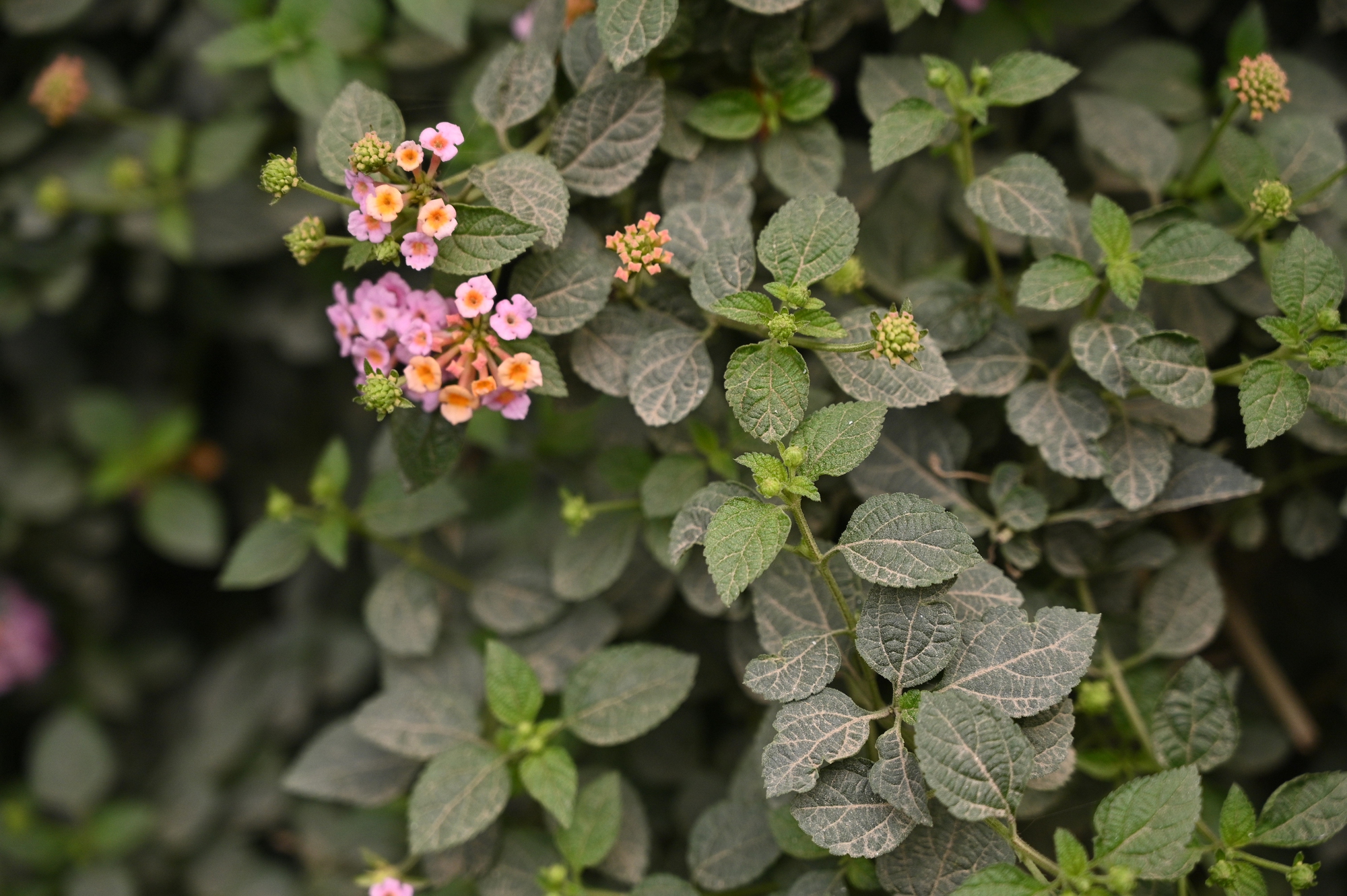 S&aacute;t Tết, đường Nguyễn Tu&acirc;n vẫn ngổn ngang: Người d&acirc;n H&agrave; Nội 