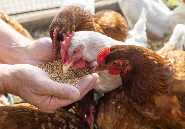 H&eacute; lộ 4 m&aacute;nh kh&oacute;e thường gặp khi mua trứng g&agrave;, tiết kiệm tiền v&agrave; an to&agrave;n cho sức khỏe - Ảnh 7.