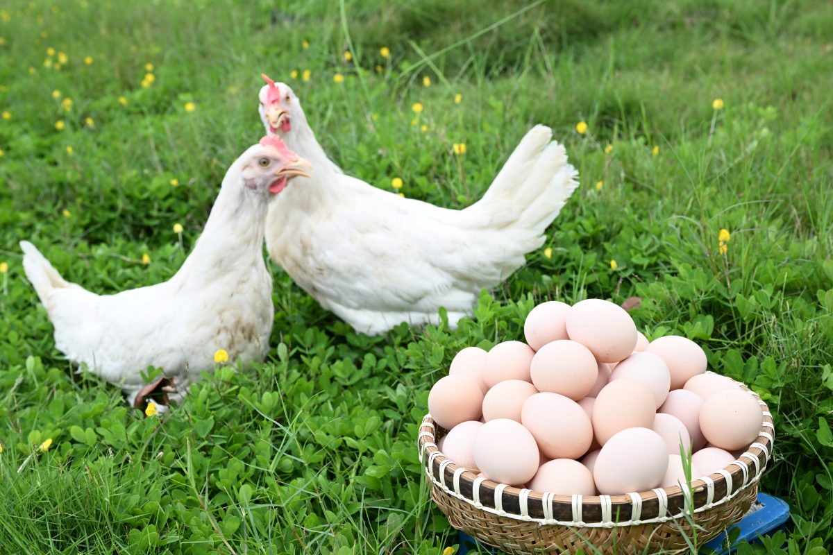 H&eacute; lộ 4 m&aacute;nh kh&oacute;e thường gặp khi mua trứng g&agrave;, tiết kiệm tiền v&agrave; an to&agrave;n cho sức khỏe - Ảnh 5.