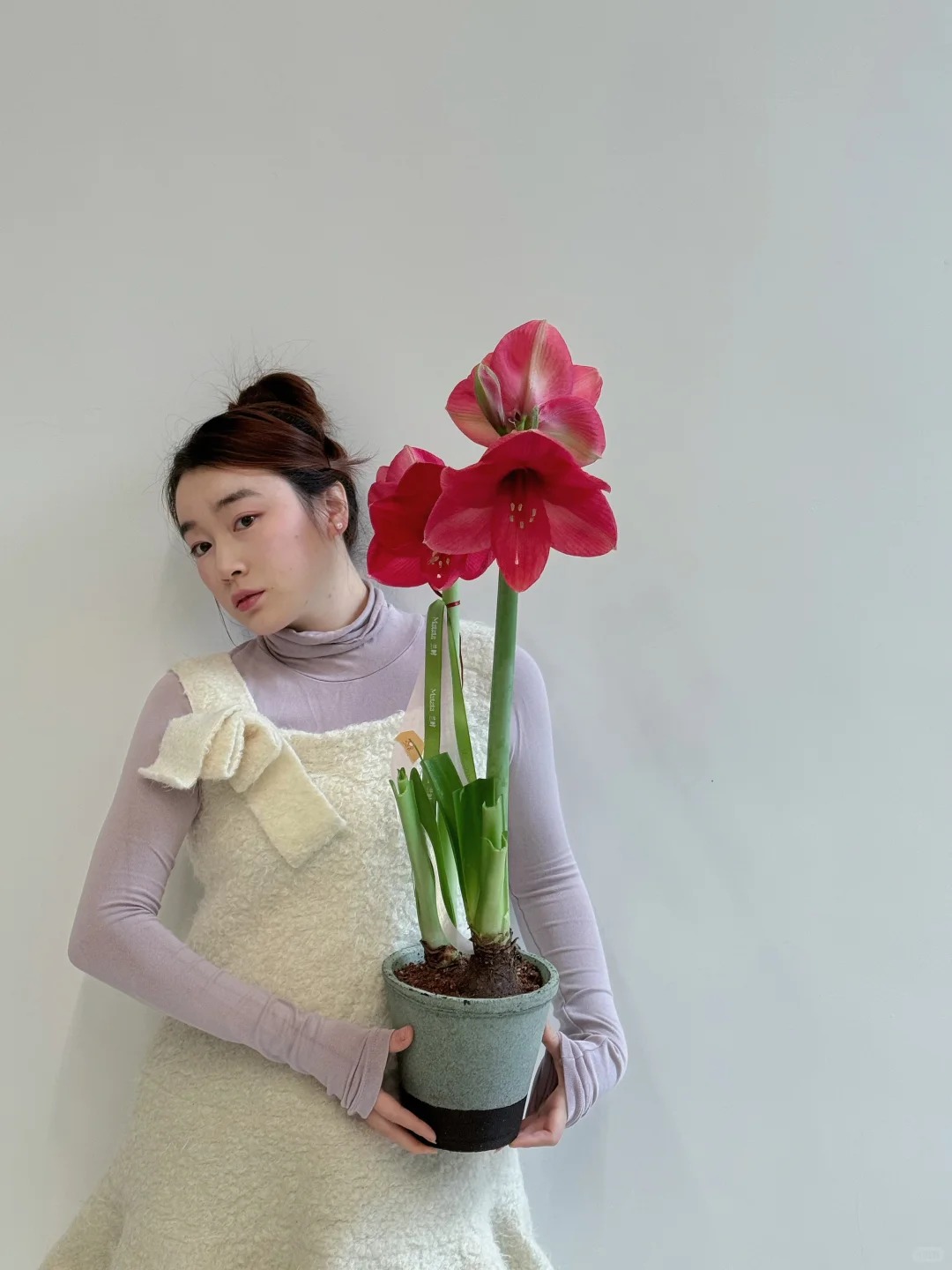 lan-hue-tay-amaryllis-hoa-loa-ken-do-32-1770178258010386795965-1770178758041-1770178758249255729537.jpg