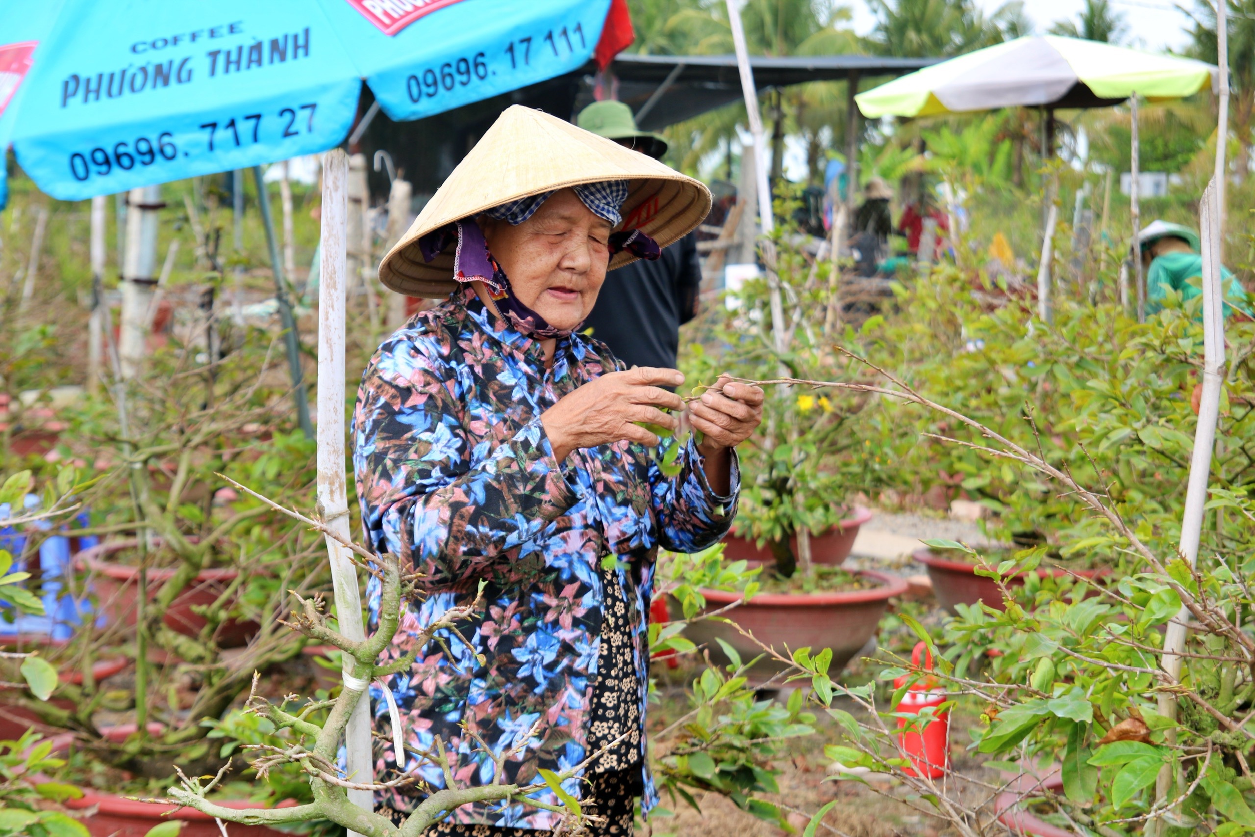 Bất ngờ với giống hoa Tết có tới hàng chục cánh, được giới sành chơi đặc biệt săn đón - Ảnh 2.