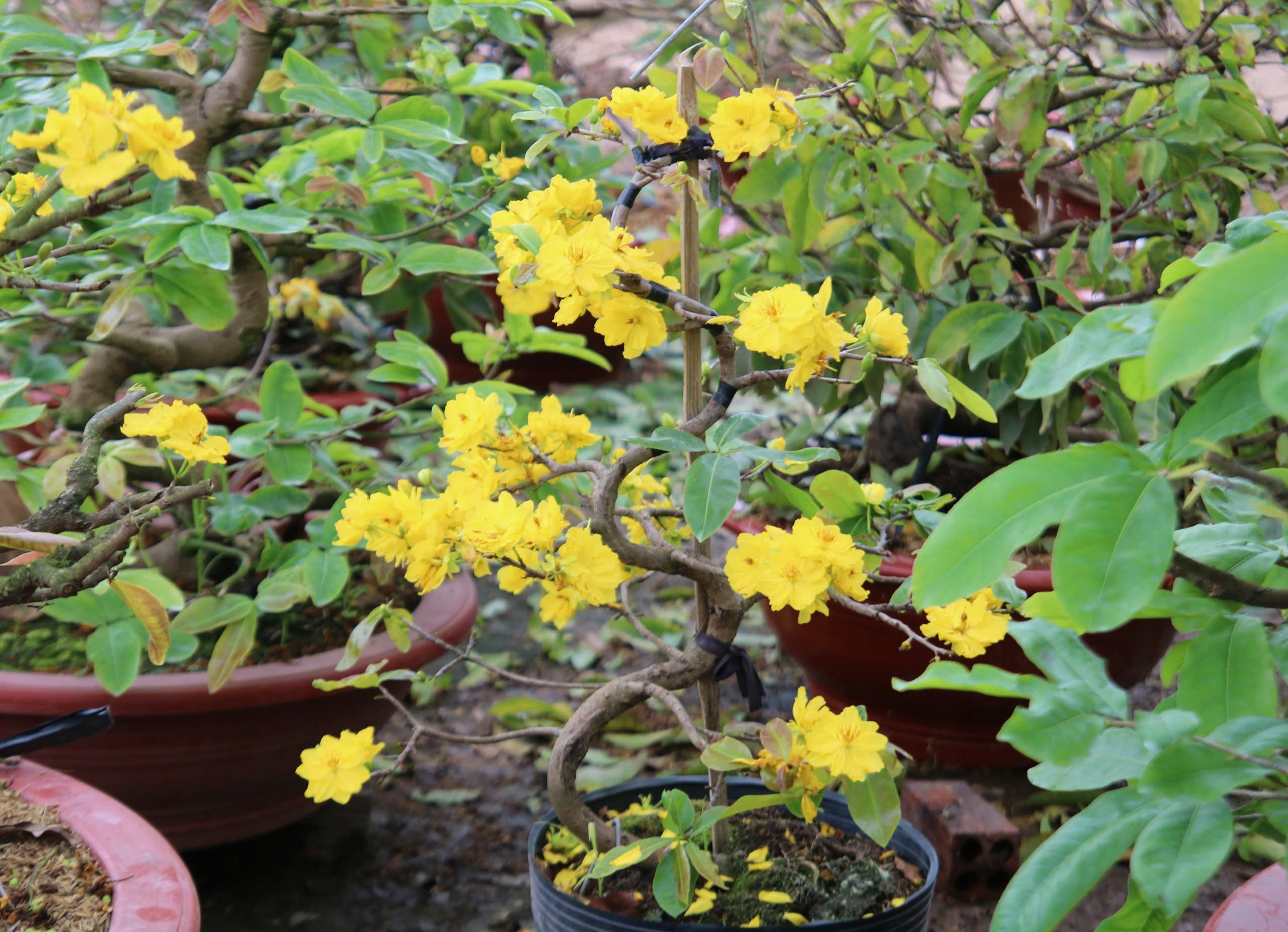 Bất ngờ với giống hoa Tết có tới hàng chục cánh, được giới sành chơi đặc biệt săn đón - Ảnh 5.