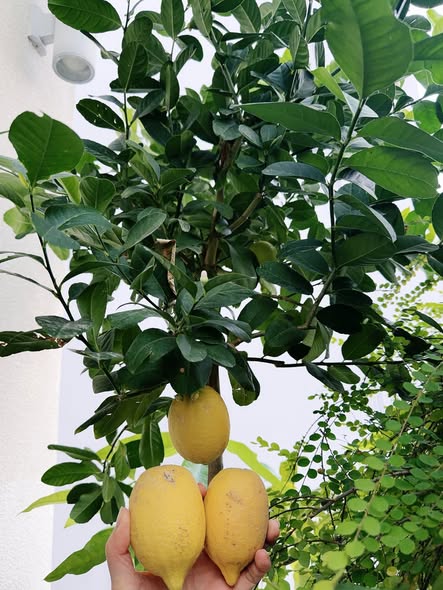 Tết 2026 tràn ngập không gian sống của Hoa hậu Giáng My tại biệt thự 1.000m2 - Ảnh 5. Tết 2026 tràn ngập không gian sống của Hoa hậu Giáng My tại biệt thự 1.000m2 - Ảnh 5.