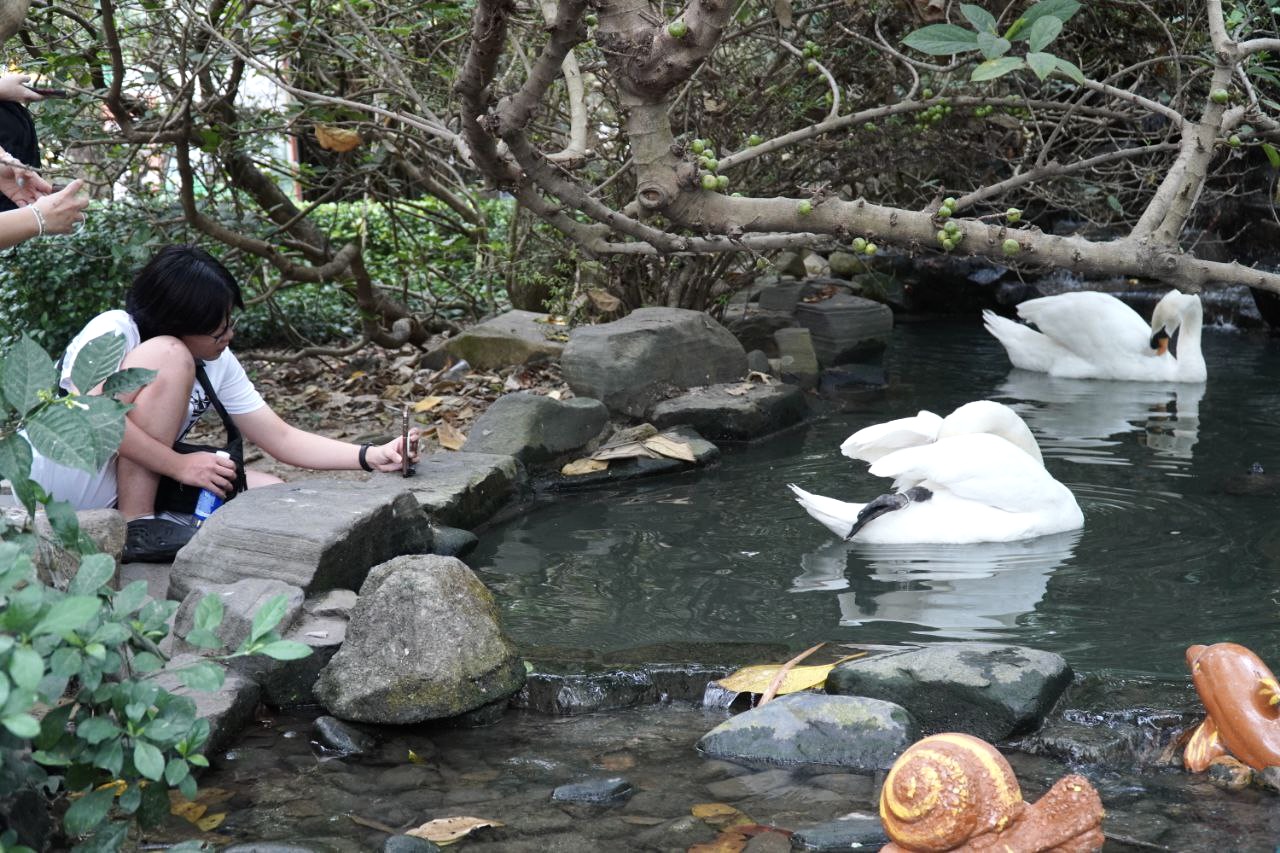 Cặp thi&ecirc;n nga trắng Dương - Hảo ở Thảo Cầm Vi&ecirc;n t&aacute;i hợp sau biến cố bị 