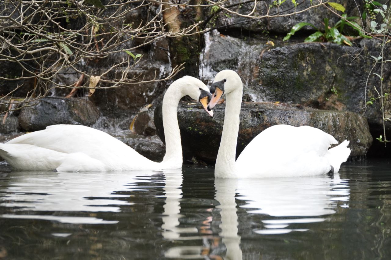 Cặp thi&ecirc;n nga trắng Dương - Hảo ở Thảo Cầm Vi&ecirc;n t&aacute;i hợp sau biến cố bị 