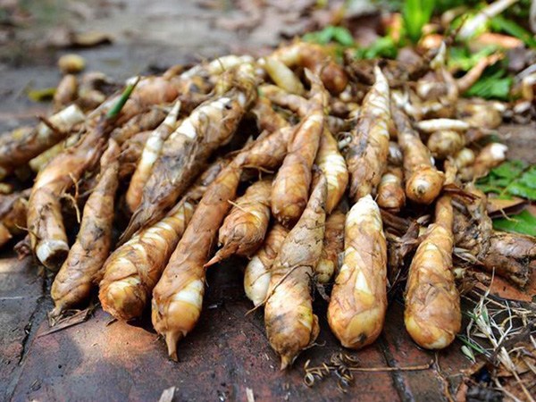 Củ dong riềng tưởng chỉ để ăn cho ấm bụng, h&oacute;a ra lại gi&uacute;p xương chắc, mắt khỏe, đề kh&aacute;ng tốt hơn - Ảnh 1.