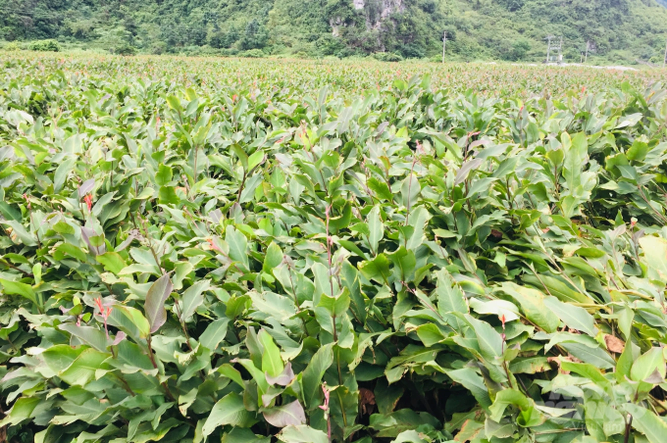 Củ dong riềng tưởng chỉ để ăn cho ấm bụng, hóa ra lại giúp xương chắc, mắt khỏe, đề kháng tốt hơn - Ảnh 4.