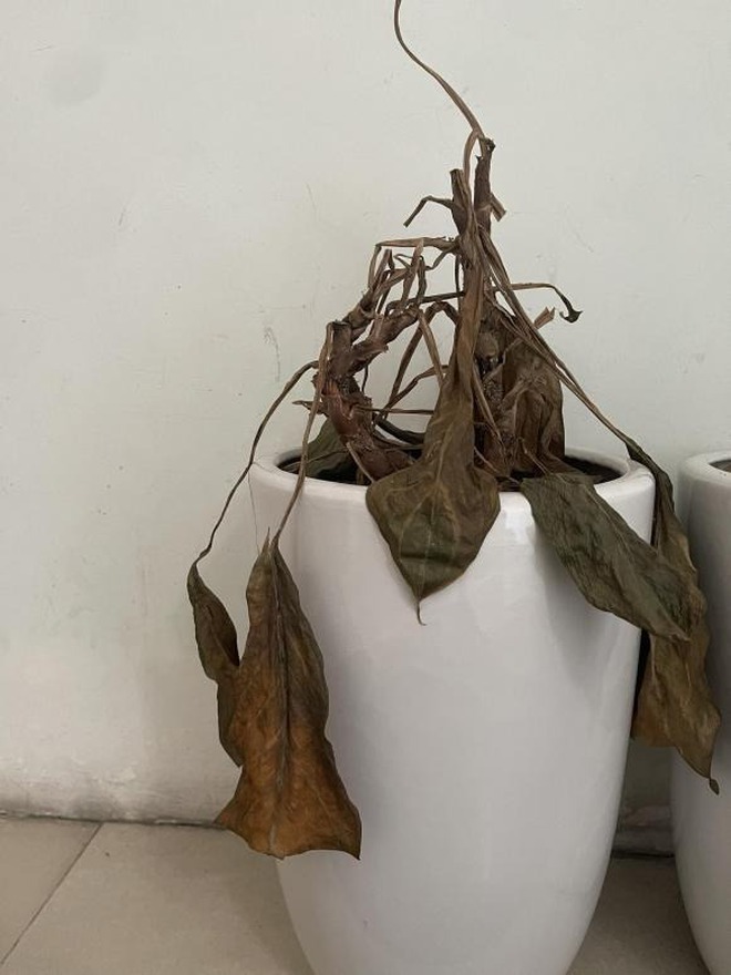 Ng&agrave;n vạn lần khuy&ecirc;n bạn: Phải vứt 8 thứ n&agrave;y trước Tết để 