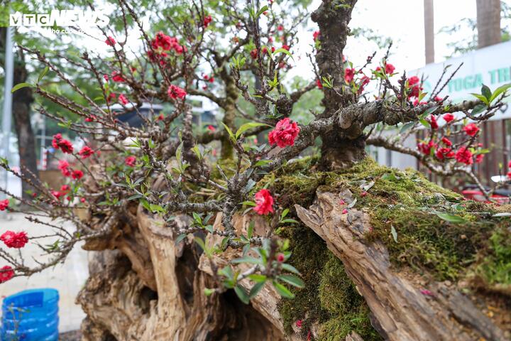 Cặp đ&agrave;o thất thốn độc lạ gi&aacute; gần 1 tỷ đồng g&acirc;y sốt tại H&agrave; Nội - Ảnh 7.