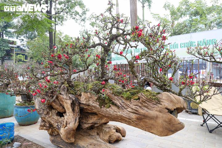 Cặp đ&agrave;o thất thốn độc lạ gi&aacute; gần 1 tỷ đồng g&acirc;y sốt tại H&agrave; Nội - Ảnh 2.