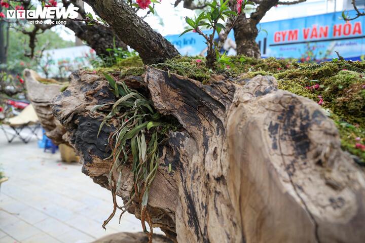 Cặp đ&agrave;o thất thốn độc lạ gi&aacute; gần 1 tỷ đồng g&acirc;y sốt tại H&agrave; Nội - Ảnh 5.