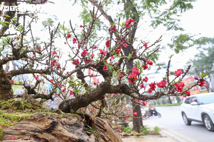 Cặp đ&agrave;o thất thốn độc lạ gi&aacute; gần 1 tỷ đồng g&acirc;y sốt tại H&agrave; Nội - Ảnh 15.