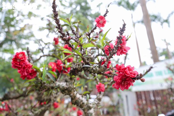 Cặp đ&agrave;o thất thốn độc lạ gi&aacute; gần 1 tỷ đồng g&acirc;y sốt tại H&agrave; Nội - Ảnh 1.