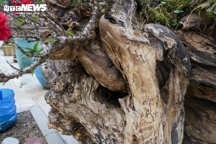 Cặp đ&agrave;o thất thốn độc lạ gi&aacute; gần 1 tỷ đồng g&acirc;y sốt tại H&agrave; Nội - Ảnh 6.