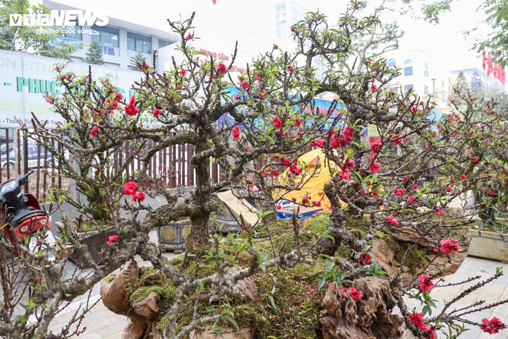 Cặp đ&agrave;o thất thốn độc lạ gi&aacute; gần 1 tỷ đồng g&acirc;y sốt tại H&agrave; Nội - Ảnh 8.