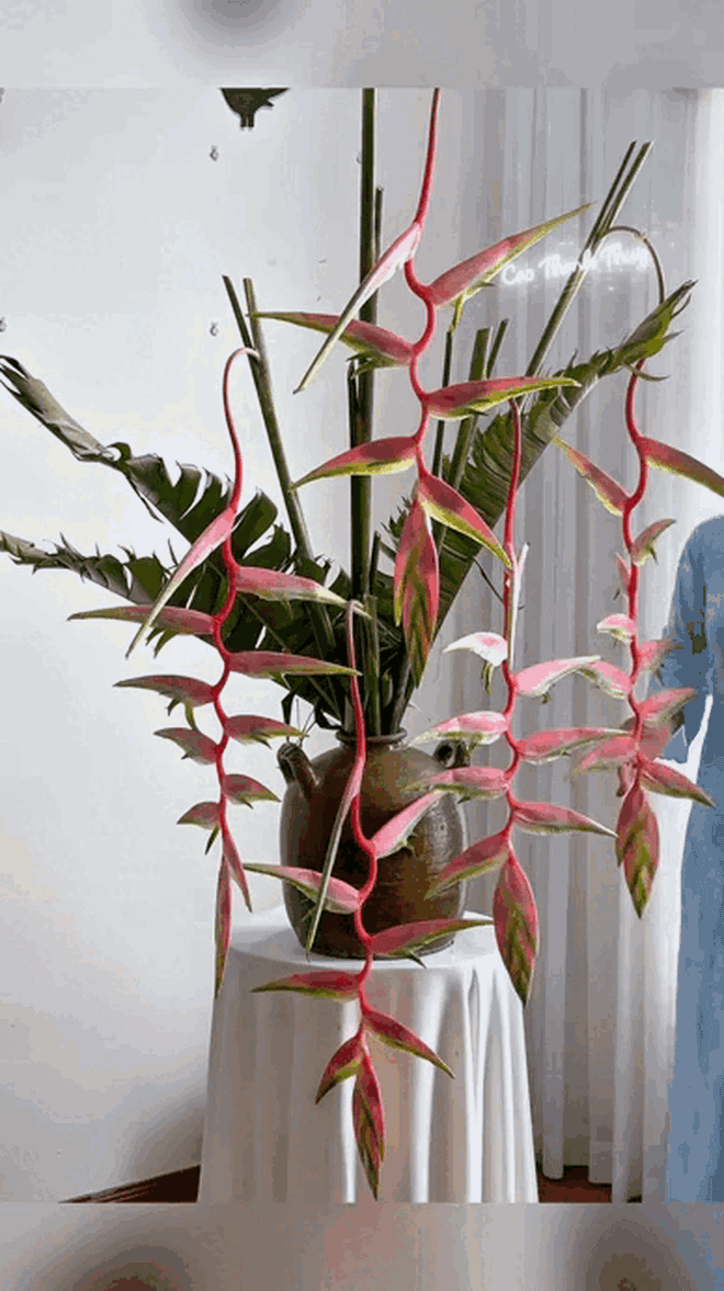 Chấn động lo&agrave;i hoa Tết đẹp từ nụ đến b&uacute;p, chơi bền cả th&aacute;ng, nhiều người đang đổ x&ocirc; săn t&igrave;m- Ảnh 2.