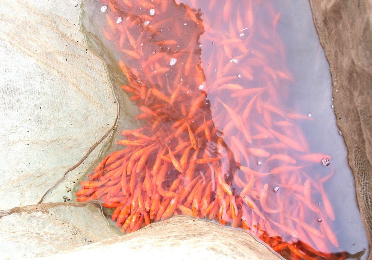 B&ecirc;n trong thủ phủ c&aacute; ch&eacute;p đỏ miền Bắc trước ng&agrave;y &ocirc;ng C&ocirc;ng, &ocirc;ng T&aacute;o - Ảnh 7.