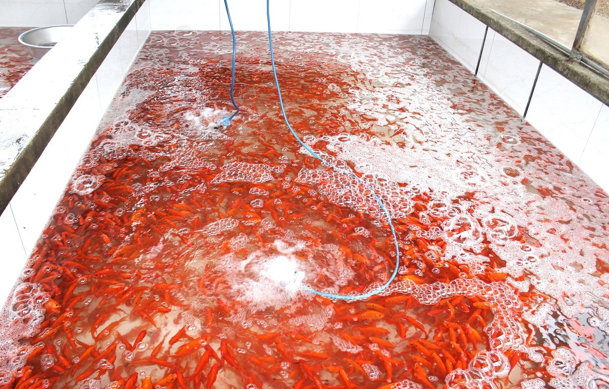 B&ecirc;n trong thủ phủ c&aacute; ch&eacute;p đỏ miền Bắc trước ng&agrave;y &ocirc;ng C&ocirc;ng, &ocirc;ng T&aacute;o - Ảnh 9.