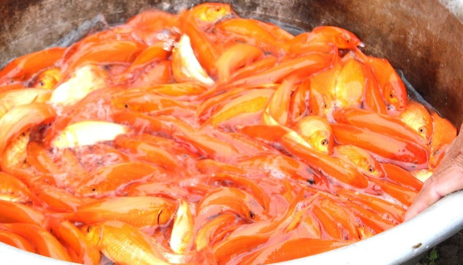 B&ecirc;n trong thủ phủ c&aacute; ch&eacute;p đỏ miền Bắc trước ng&agrave;y &ocirc;ng C&ocirc;ng, &ocirc;ng T&aacute;o - Ảnh 8.