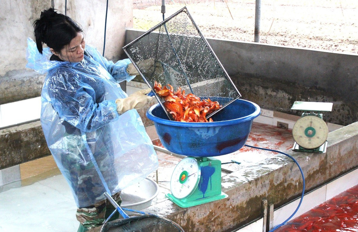 B&ecirc;n trong thủ phủ c&aacute; ch&eacute;p đỏ miền Bắc trước ng&agrave;y &ocirc;ng C&ocirc;ng, &ocirc;ng T&aacute;o - Ảnh 10.