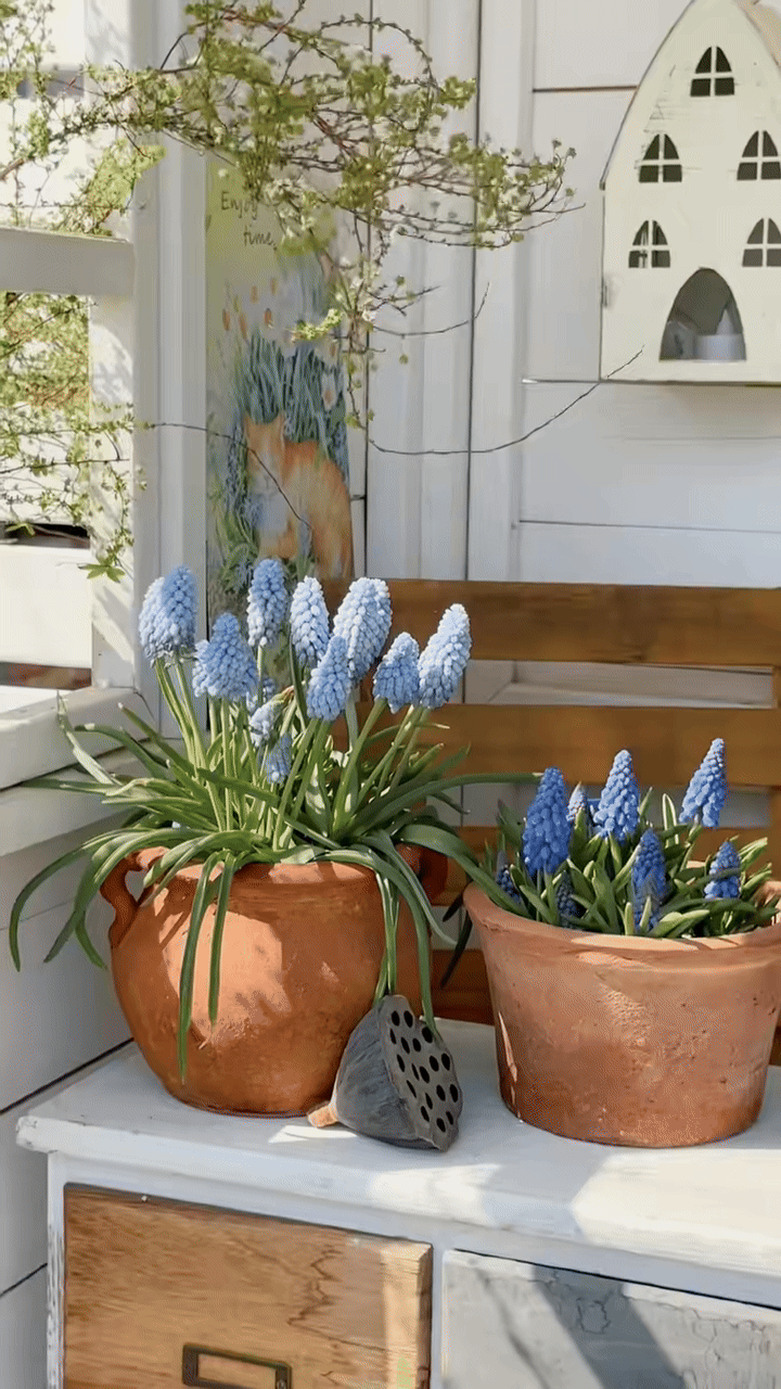 Tết 2026, chị em rủ nhau chơi lo&agrave;i hoa t&iacute; hon: Nhẹ tiền, dễ chăm, chưng trong nh&agrave; sang hẳn- Ảnh 2.