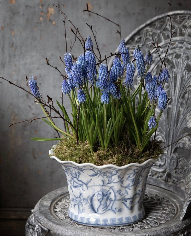 Tết 2026, chị em rủ nhau chơi lo&agrave;i hoa t&iacute; hon: Nhẹ tiền, dễ chăm, chưng trong nh&agrave; sang hẳn- Ảnh 3.