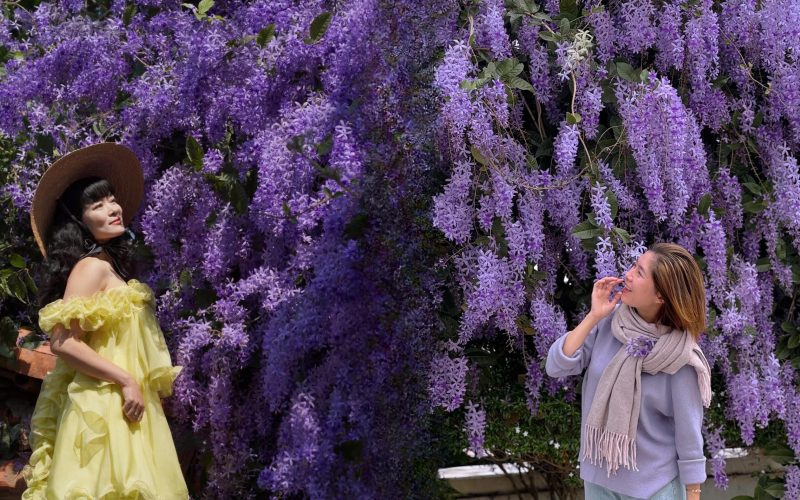 Tọa độ sống ảo hoa mai xanh Thái rực rỡ tại Hà Nội 2026 - Ảnh 1.