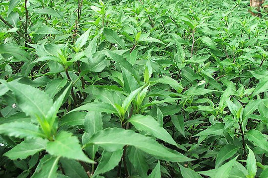 Món rau nhất định phải ăn trong tháng Ba giúp thúc đẩy tiêu hóa và dưỡng gan, bảo vệ mắt - Ảnh 1. Món rau nhất định phải ăn trong tháng Ba giúp thúc đẩy tiêu hóa và dưỡng gan, bảo vệ mắt - Ảnh 1.