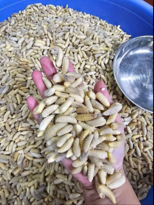 Con đặc sản &ldquo;nh&igrave;n đ&atilde; thấy sợ&rdquo; ở T&acirc;y Bắc xưa kh&ocirc;ng ai ng&oacute;, nay th&agrave;nh m&oacute;n ăn được d&acirc;n nhậu m&ecirc; t&iacute;t săn l&ugrave;ng- Ảnh 3.