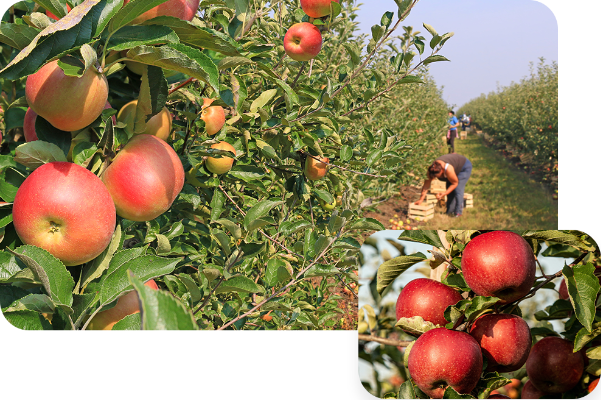 Nội trợ th&ocirc;ng minh tiết lộ l&yacute; do chọn t&aacute;o Aomori cho gia đ&igrave;nh- Ảnh 2.