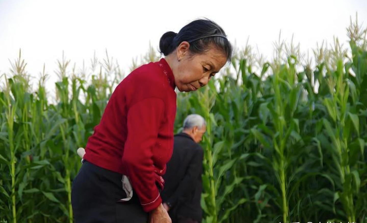 1,7 triệu đồng/th&aacute;ng ở qu&ecirc; vẫn sống thoải m&aacute;i, 10 triệu ở th&agrave;nh phố vẫn hết sạch: C&acirc;u chuyện 2 người mẹ khiến t&ocirc;i hiểu lại b&agrave;i to&aacute;n tiền hưu tr&iacute; - Ảnh 2.